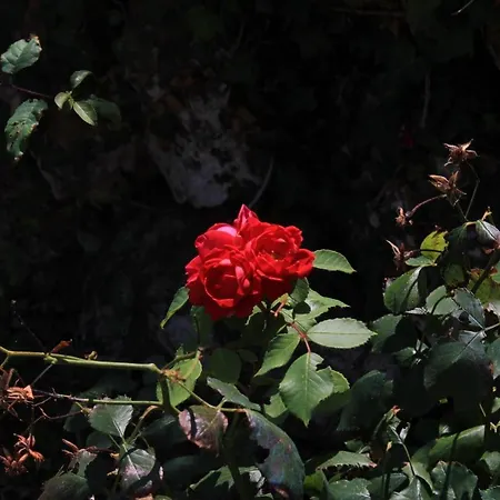 By The Sea Savar, Dugi Otok - 8079 *